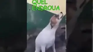 barbie&acute;s resto bar grill (kid dancing with the dog)