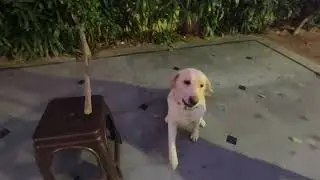 Smart Labrador puppy Training 😍#labrador #dogtraining #dog #viral #video 