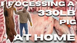 Как разделать свинью | Пошаговая инструкция по забою на ферме