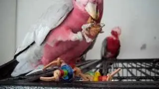 Rosakakadu Paru - die schnelle Zerstörung Keks und Spielzeug