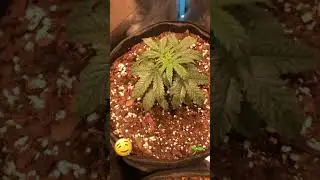 Six Shooter - Lemon Haze Auto #shorts #indoorplants #indoor #fast #love #agriculture #green #plants
