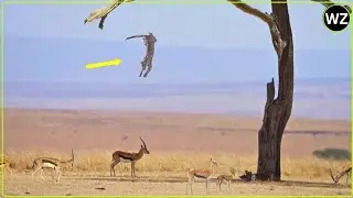 जो दिखाई नहीं देता, वही सबसे पहले मारता है | Leopard  hunting facts 