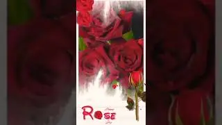 Happy Rose 🌹 Day / Rose Day Special HD Whatsapp Status / 4k status roseday video #shorts#ytshorts