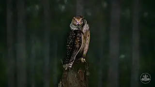 🦉Owl - Bodypainting Illusion by Johannes St&ouml;tter