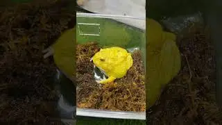 ضفدع 🐸😱
