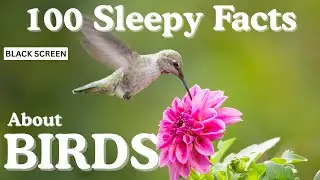 The Most Relaxing Facts About Our Birds to Fall Asleep To
