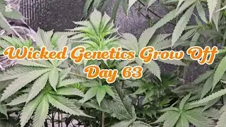TSG420 -Wicked Genetics Grow Off Day 63