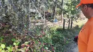 My Camp #2.  Clearing around Camp.