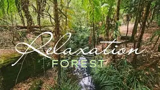 1 Hour of Forest Insect Sounds | Deep Sleep, Meditation, Relaxing Nature Sounds