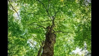 Forest Carbon 2021