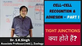 Cell-Cell Recognition & Adhesion - Part 1 || Tight Junction || B.Sc. 1st Year