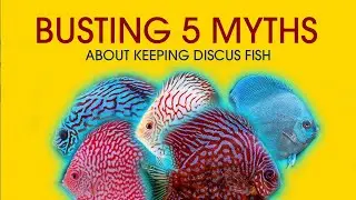BUSTING 5 myths about keepings discus fish!
