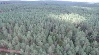 Royalty Free Aerial View Over The Forest 11 Stock Video Footage Clip