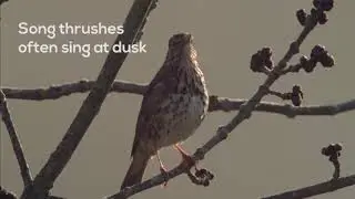 How to...Listen to the garden dawn chorus (Song thrush)