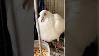 Angry pigeon #shorts #shortvideo