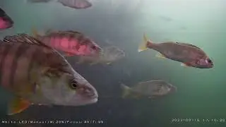 PersiCam Verbania