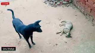 सुबह सुबह होने लगी म्याऊं और लूसी की लड़ाई Kutta BiLLi Ki Ladai part-3 ! Cat Dog funny fight🐈🐕😁😀😂