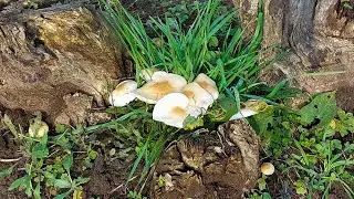 Village Life In Iran | From Soil to Sky | Daily Life in Gilan, Iran