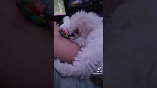 Lil Snowy playing with her lamb toy on the bed ^_^