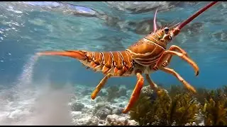 unRock Lobster