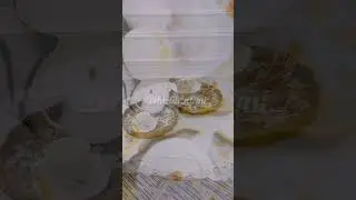 2li podnus desti