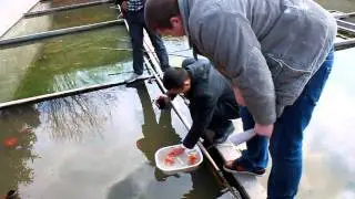 Selecting HQ Goldfish