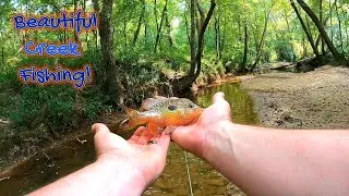 Micro Fishing in a Amazing Small Creek! Lots of Gorgeous Fish Caught! #microfishing #aquarium  #fish