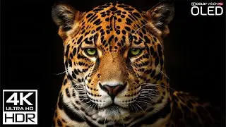 Relax Wildlife 4K Calm Animal Videos for Sleep Relaxation and Stress Relief
