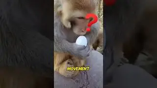Deceived Monkey#animals #funny #tease