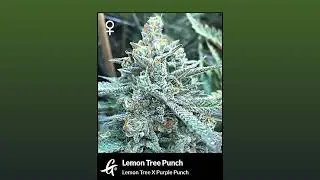 Lemon Tree Punch - Greenpoint Seeds