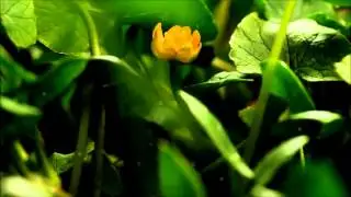 MoRpHO - 青い華