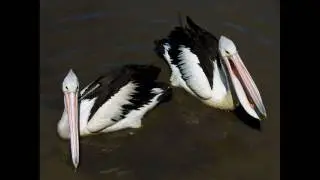 Australian Pelicans &  other birds from Oz