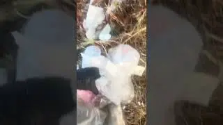 Detrashed by LeadJuice Day 9! 😏 #youtubeshort #plasticfree #trashremoval #leadjuice #cleaning