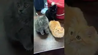 super trio #shortsfeed #petlovers #persiancat #catlovers #exoticpets #shorts