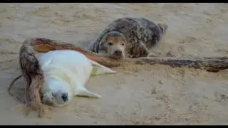Seals on Winterton Beach
