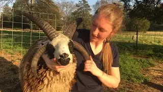 Shearing My Jacob Sheep Ram