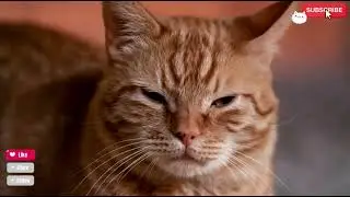 Cat Tales new 5 💕 #cat #funnycats #animated #funnycats #funnyanimals #cutecat #catstory #cutecat #