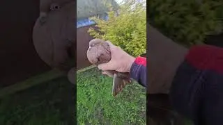 показую , а ви дивіться 