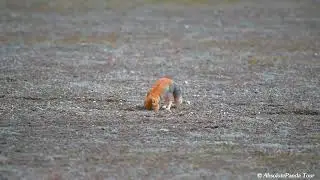 Tibetan Fox