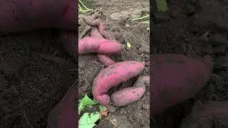 WFCF #farming #agriculture #fall #harvesting #sweet #patato #2024