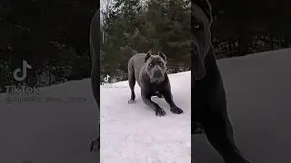 Dogo Argentino, Cane Corso, Kangal shepherd dog transformation #shorts #dog