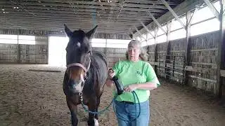 Getting your Horse used to fly spray and tips for you to stay safe while doing it.