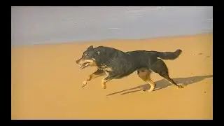 Dog Run Cycle Part 1