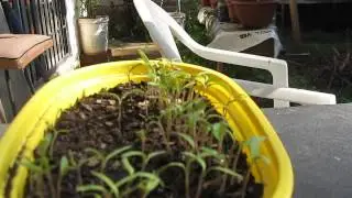 ALMACIGO DE TOMATES