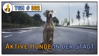 Anspruchsvolle Hunde in der Stadt - Arbeitshunde in der Stadt halten? - TGH 302