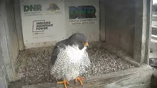 Indiana Michigan Power Falcon - Digging the bowl 20180214