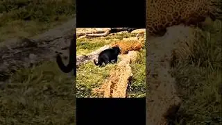 leopard mess with wrong Guy 🤬 leopard vs black panther 🤯#wildlife #shorts