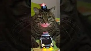 1,2 Police 🚨🚔🚓😻🤣 #pcmusico #cat #кот #юмор #приколы #смех
