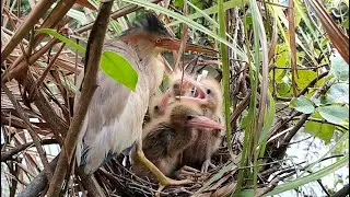 The Baby Bird Waits  For The Mother To Return With Food | Wild Bird Feeding Babies