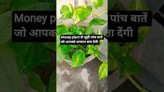 How to grow money plant ☘️#shortvideo #shortsfeed